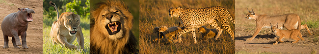 Kenya collage: Kenya#1